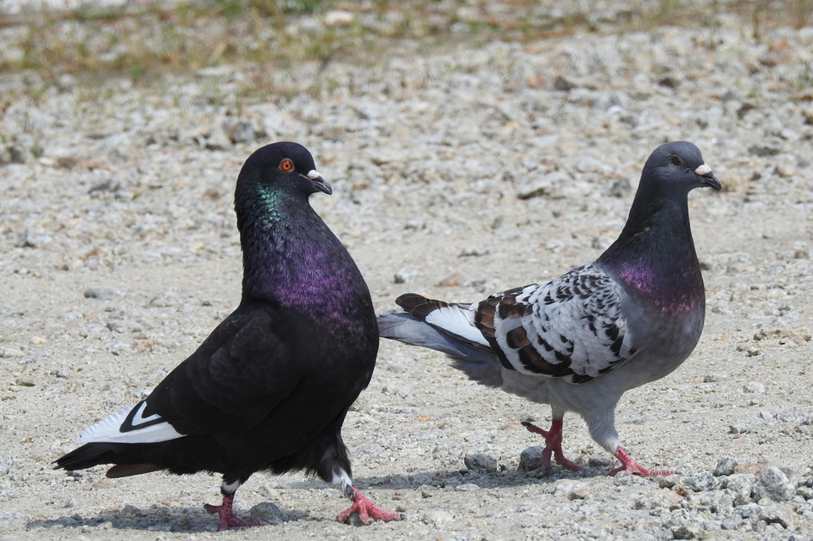 Abbigale, ¡conecta ya con una putita! en Kingstown Saint George