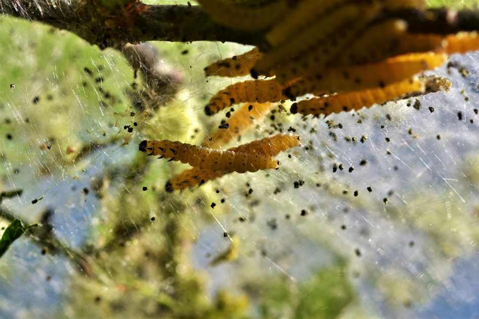 Ambhasa, Polla dura y larga en Baranoa Atlantico