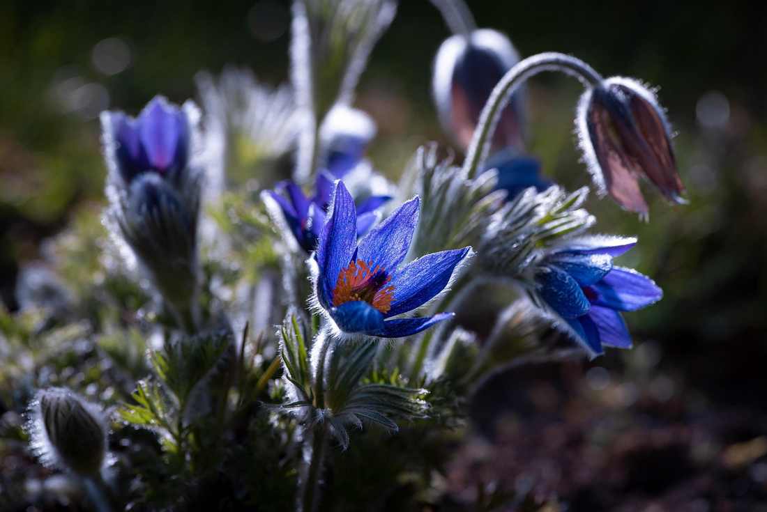 Anemone, Masajistas sexuales en Rioja San Martin
