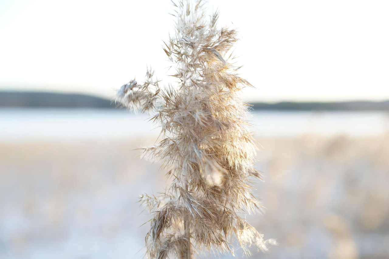 Anneca, Polla dura y fina en Jamay Jalisco