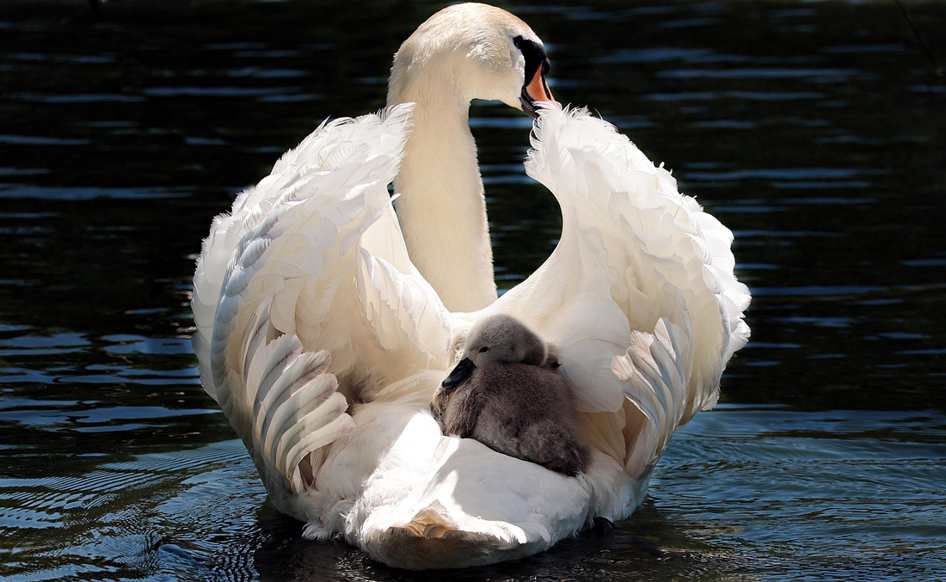 Asian male with white female
