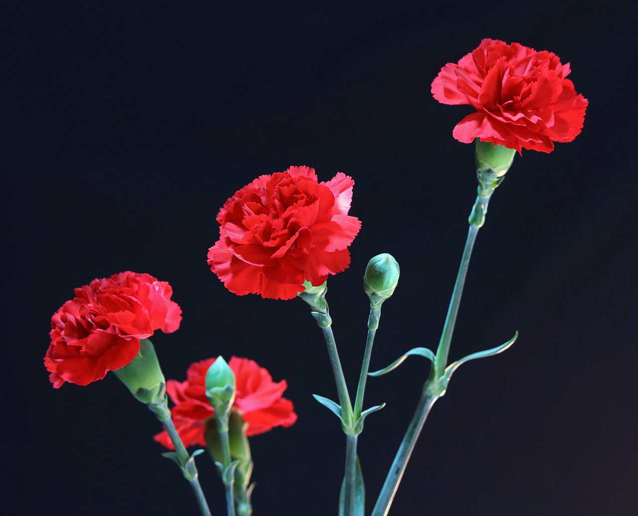 Busca prostitutas experimentadas en Honduras, Tegucigalpa