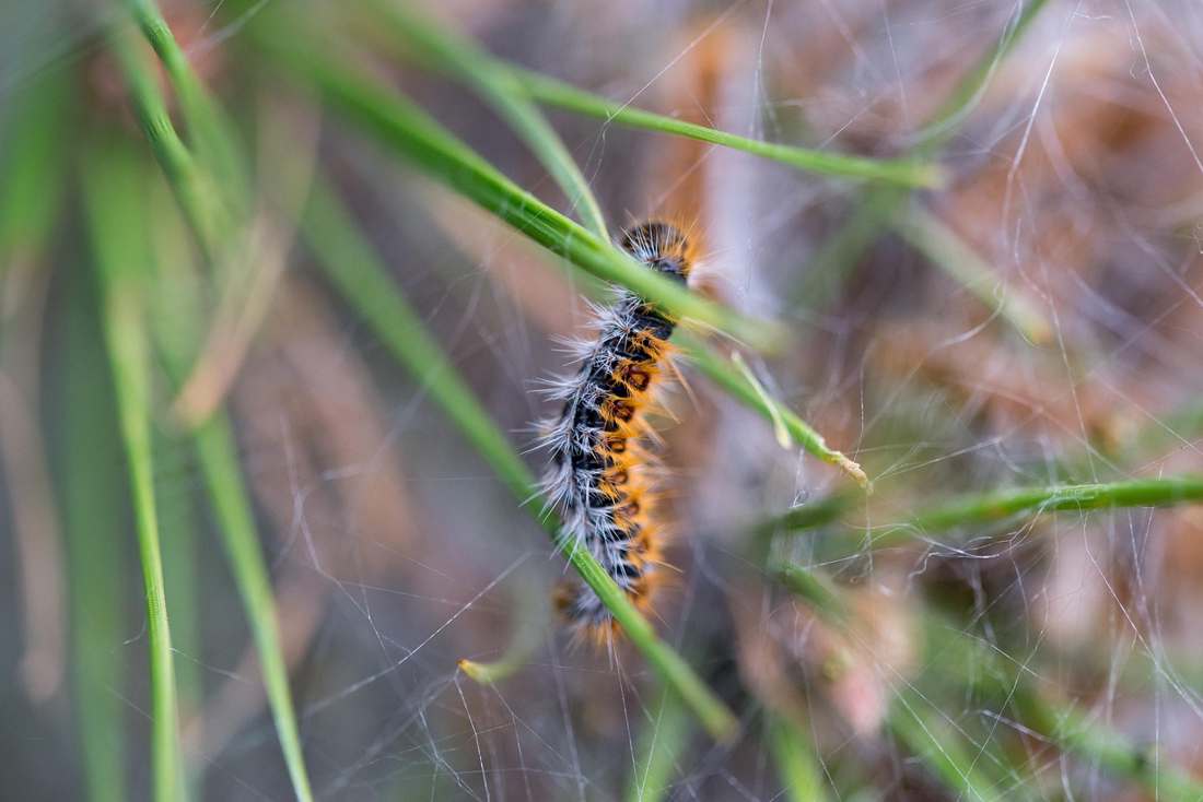 Calypso, Verga prieta y larga en Huaura Lima region