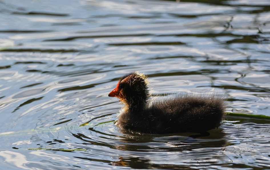 Chicas locales anal y oral en Mexico, Hunucma