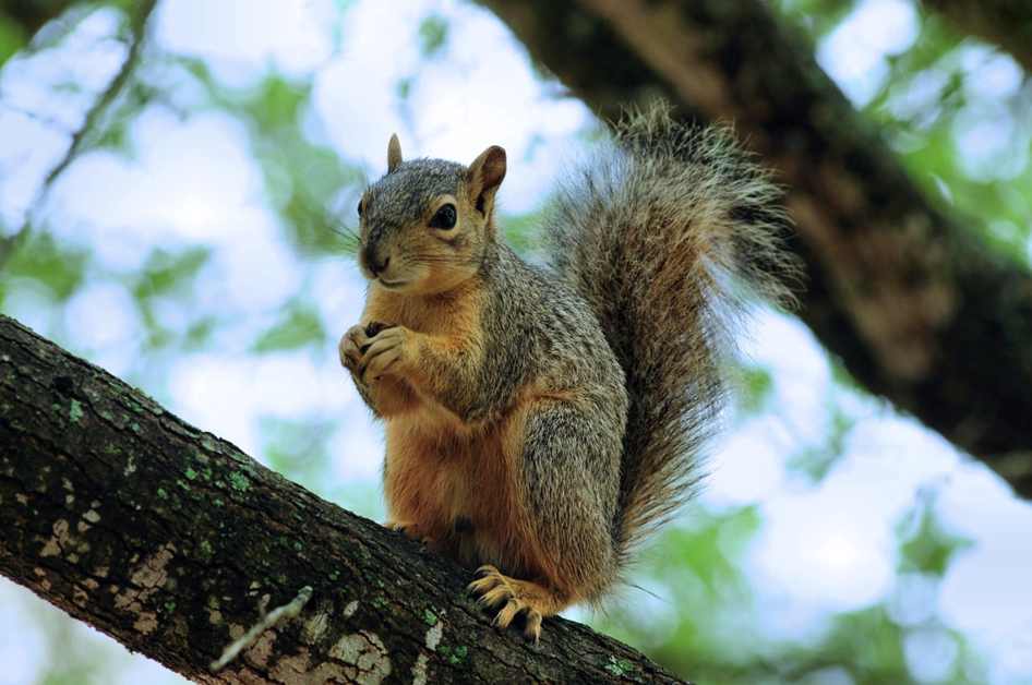 Chupar el coño en Guatemala, Mazatenango