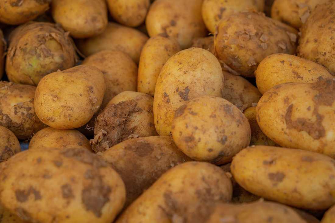 Culito pequeño pero apretado en Argentina, San Isidro