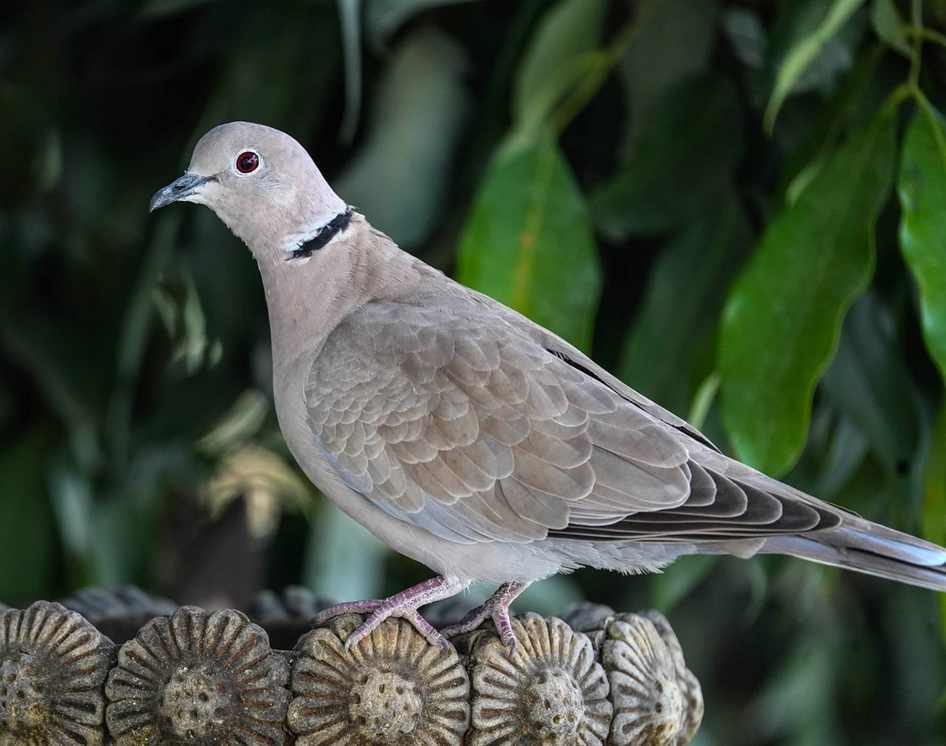 Culito redondo y pequeño en Costa Rica, San Juan