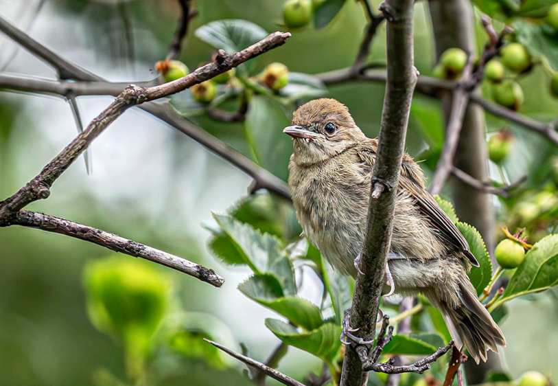 Culo blanco y grande en Cuba, Perico