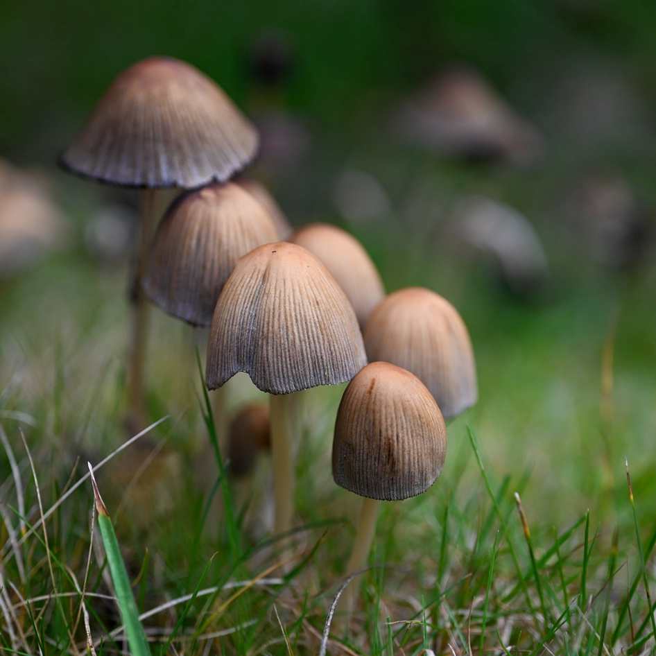 Culos redondos en Paraguay, San Juan Bautista