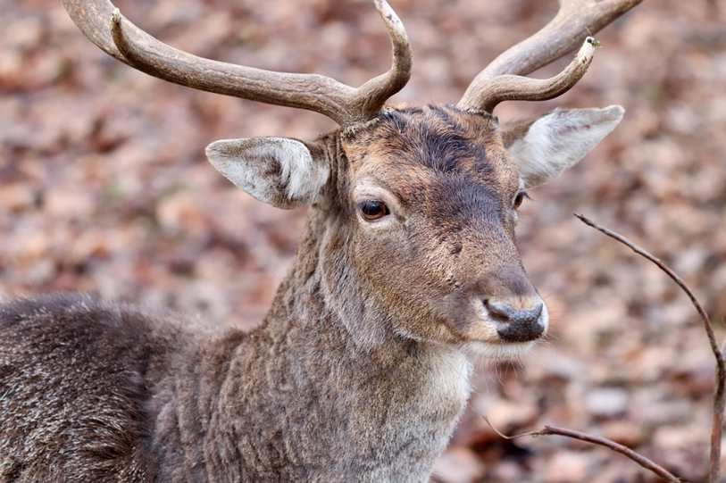 Dalea, Leche de verga en San Lorenzo Acopilco Mexico City
