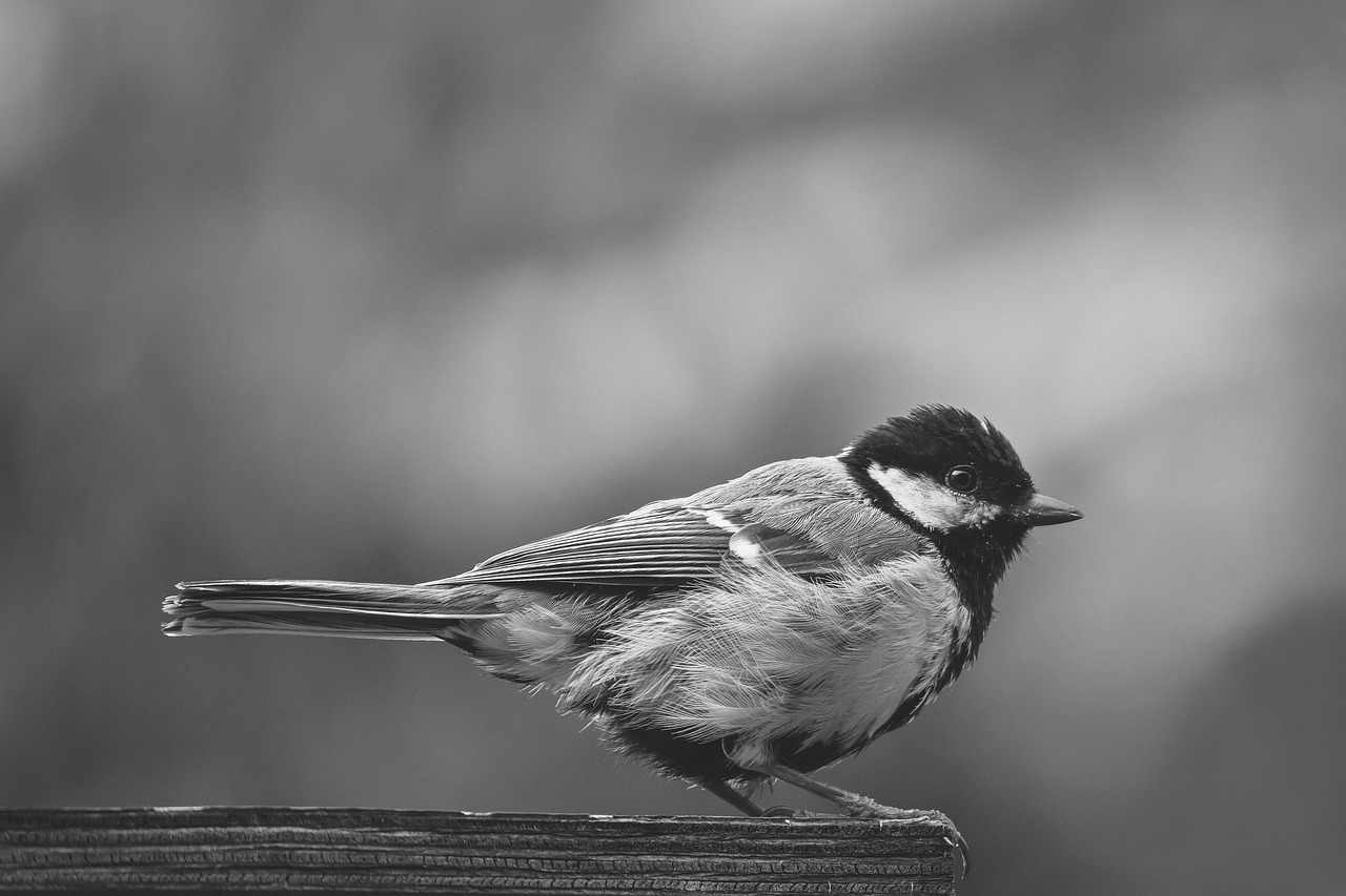 ¡disfruta con las más hot! en Puerto Rico, Humacao