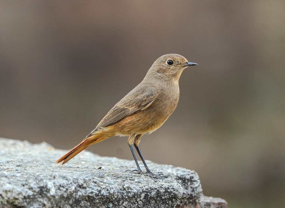 Indian bhabhi is so passionate, she'll fuck like crazy