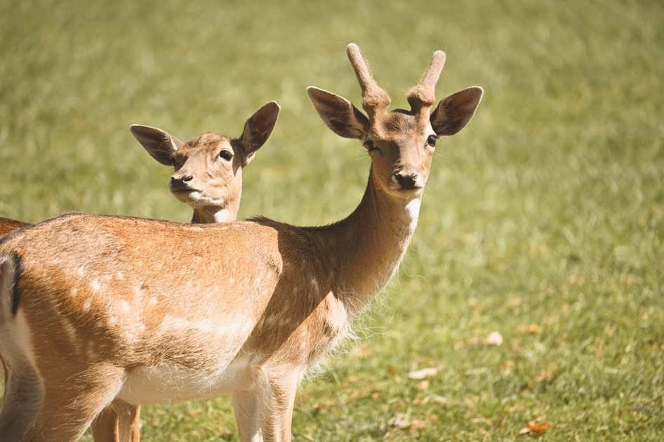 Leche de verga gruesa en Angola, Menongue