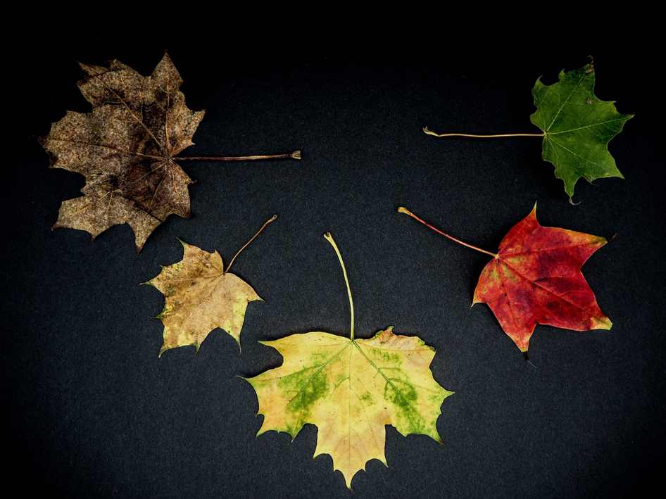 Leva la falda en Argentina, San Antonio Oeste