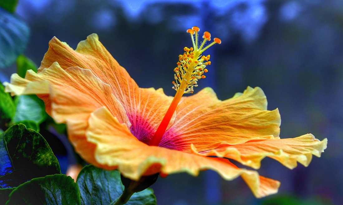 Luscious flame-red lips, a hallmark of sultry Tamil aunties