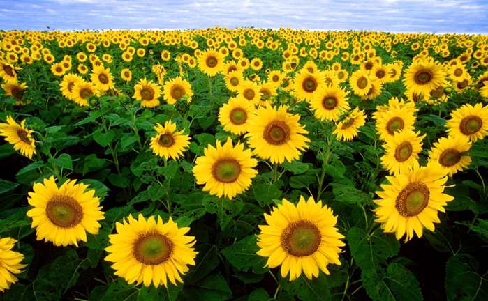Milf's dark, mature pussy showcased in videos and pics