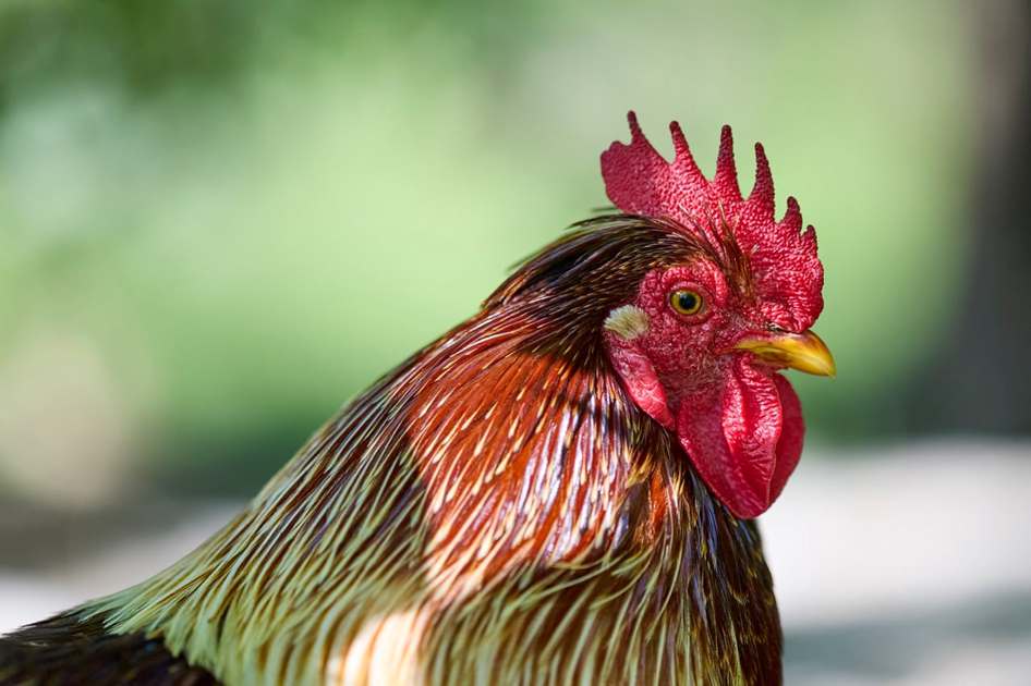 Private chicks en Argentina, Victoria