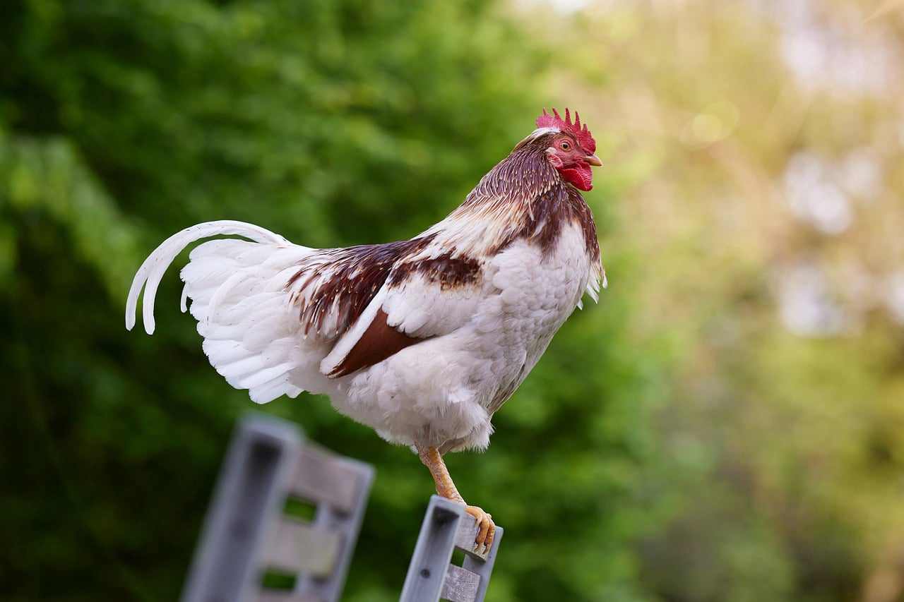 Private chicks en Ecuador, Guaranda
