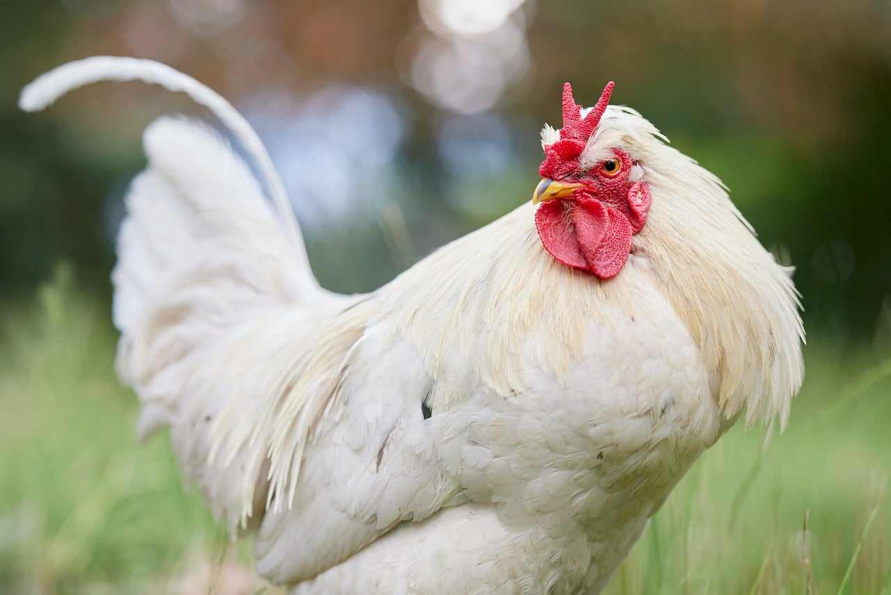 Private chicks en Espana, Alcorcon