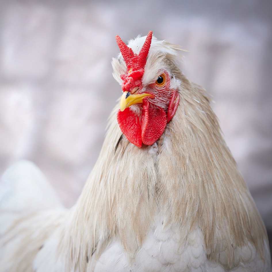 Private chicks en Espana, Velez-Malaga