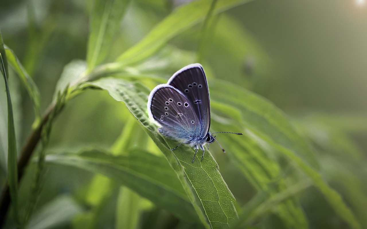 Putitas rubias con ojos azules en Guatemala, Asuncion Mita