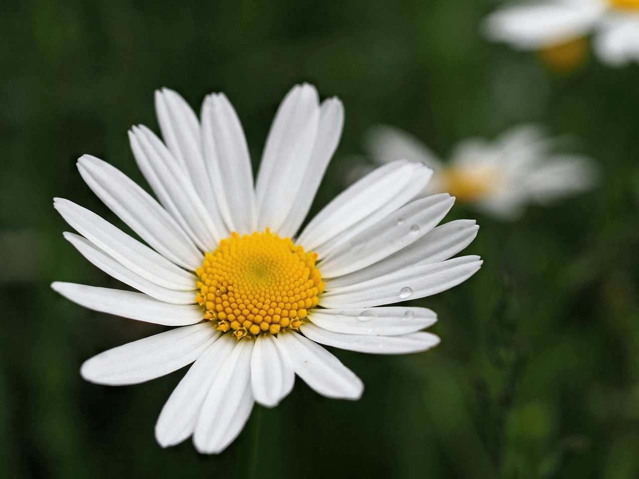 Red-haired beauty adorned with sprinkles of freckles on her fair face