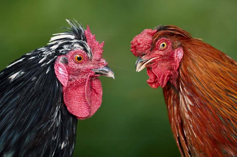 Roosters often wander off into massive jungle foliage